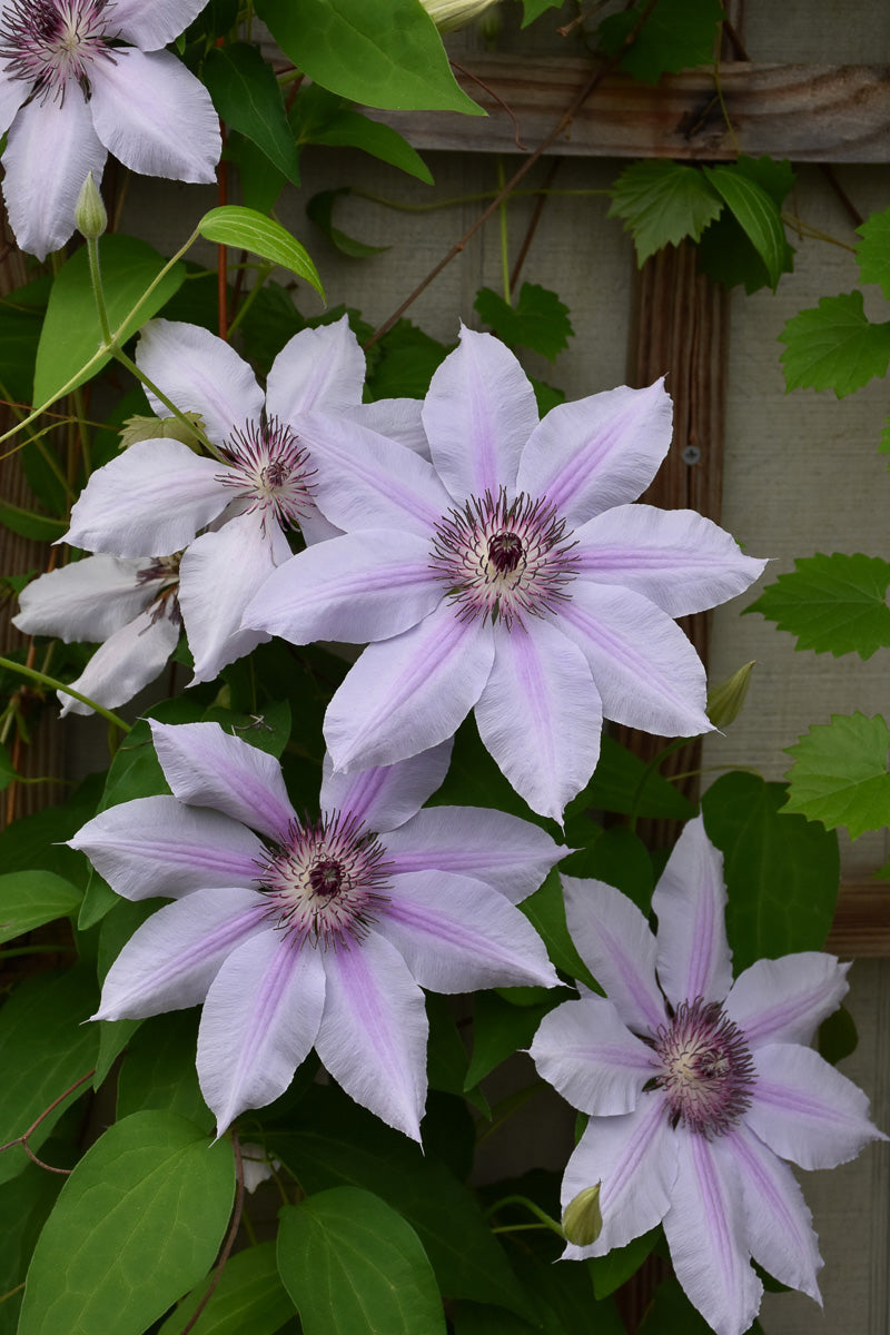Clematis, Nelly Moser