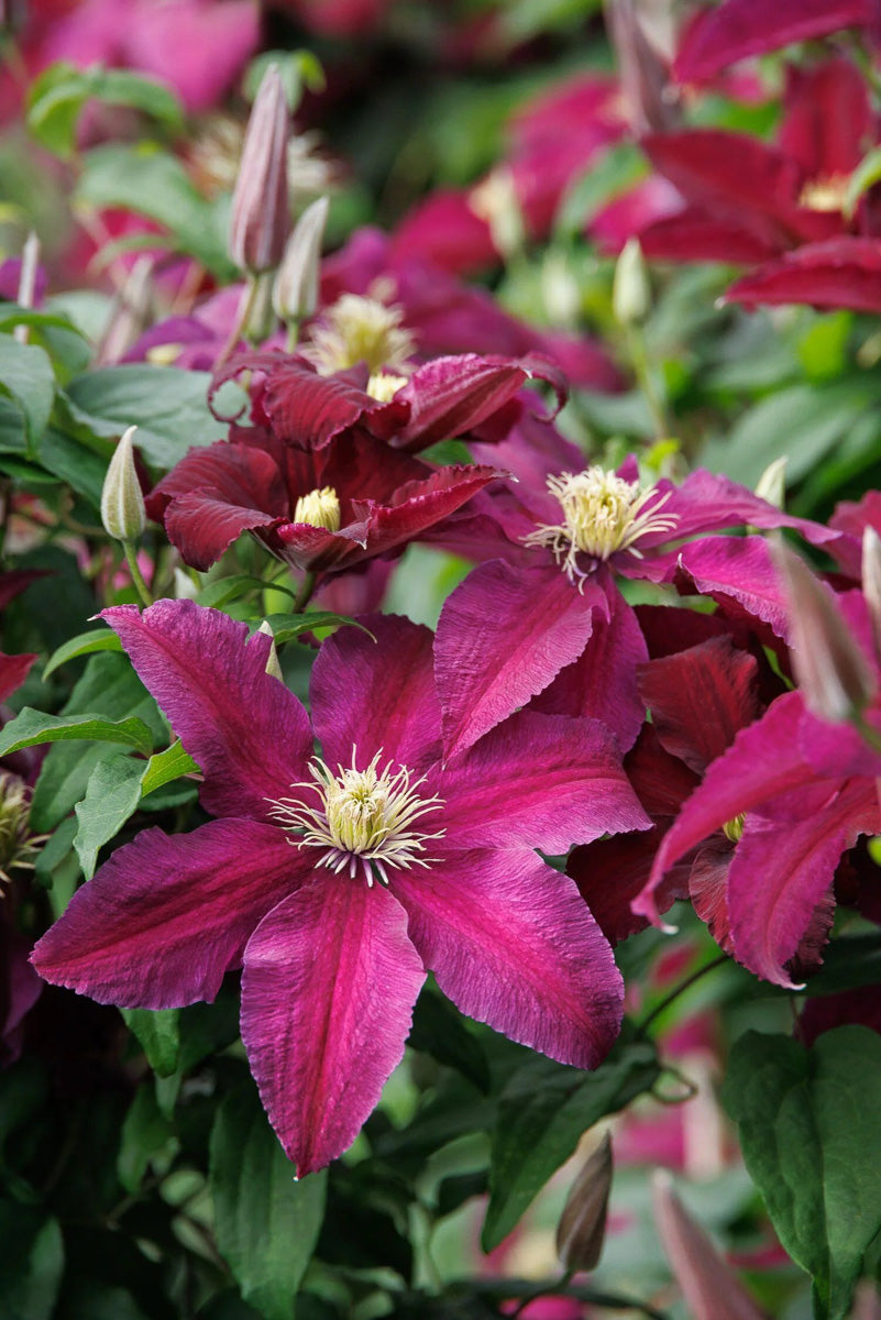 Clematis, Niobe
