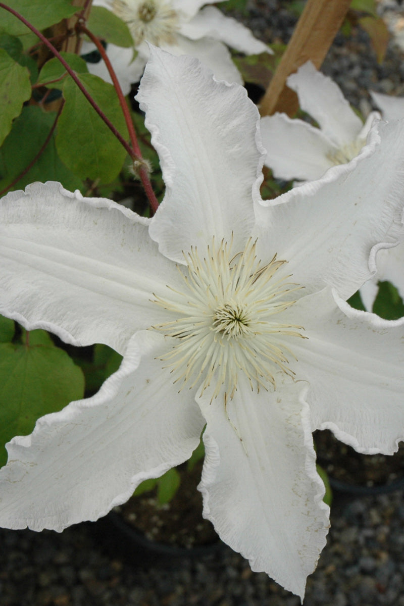 Clematis, Gillian Blades