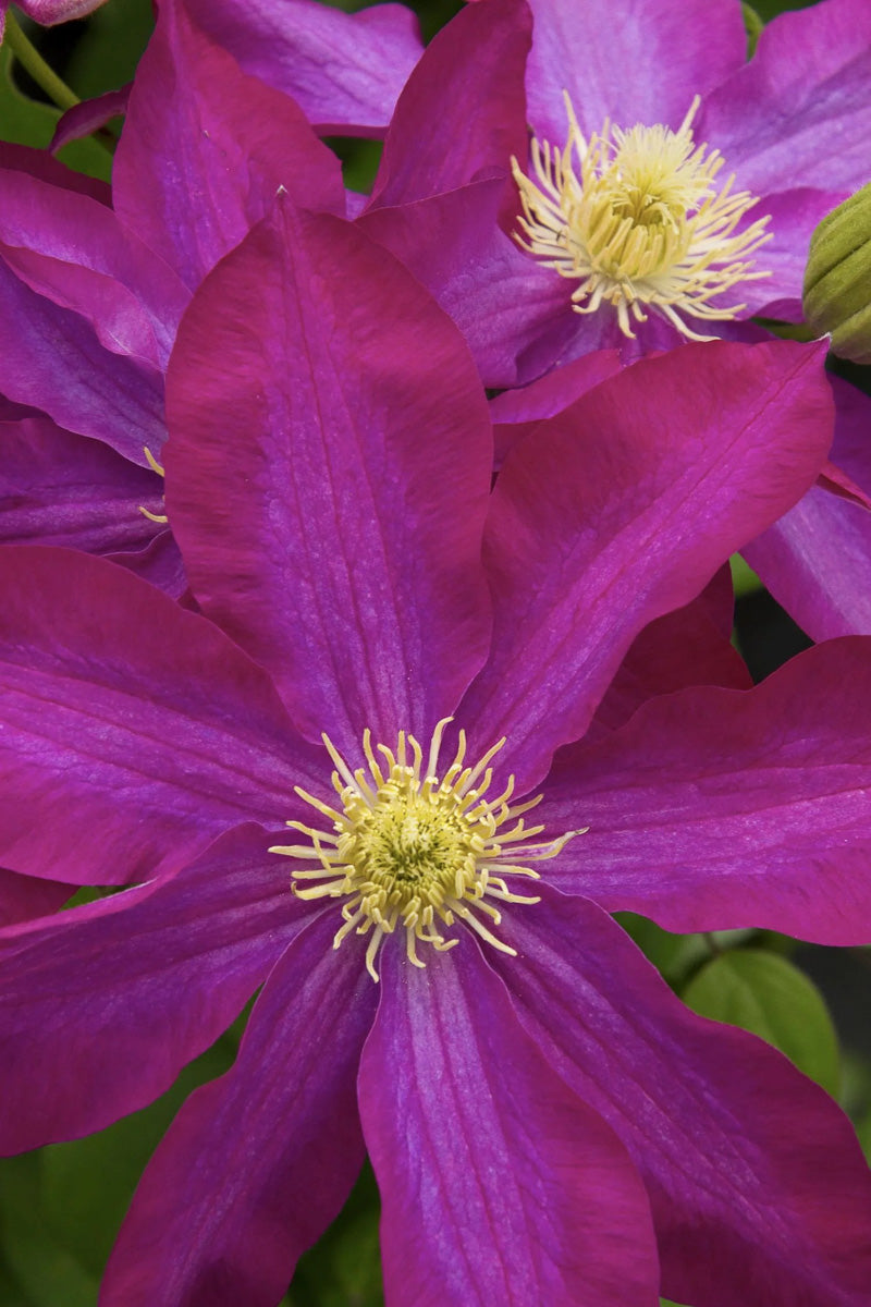Clematis, Pink Champagne
