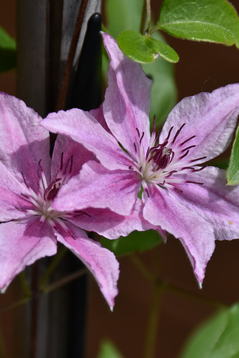 Clematis, Pink Fantasy
