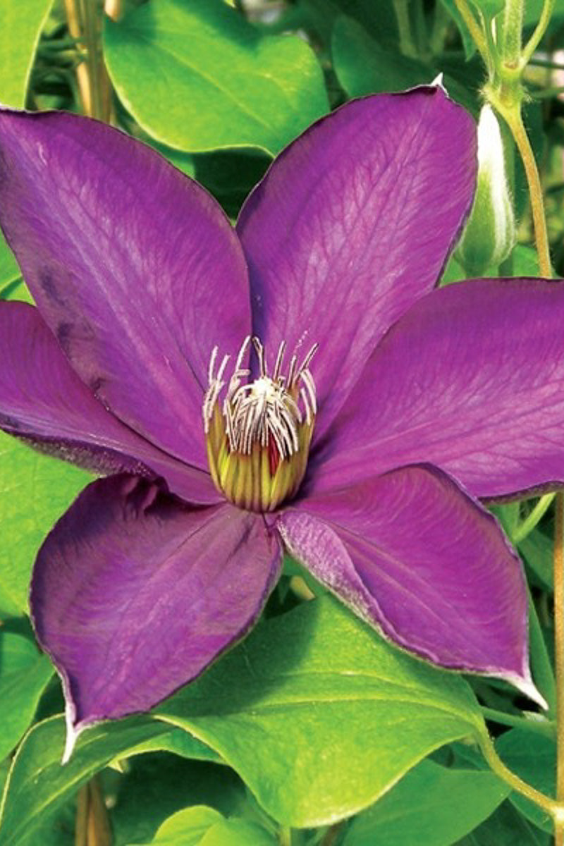 Clematis, Guiding Star
