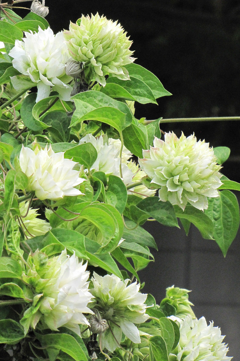 Clematis, Duchess Of Edinbugh