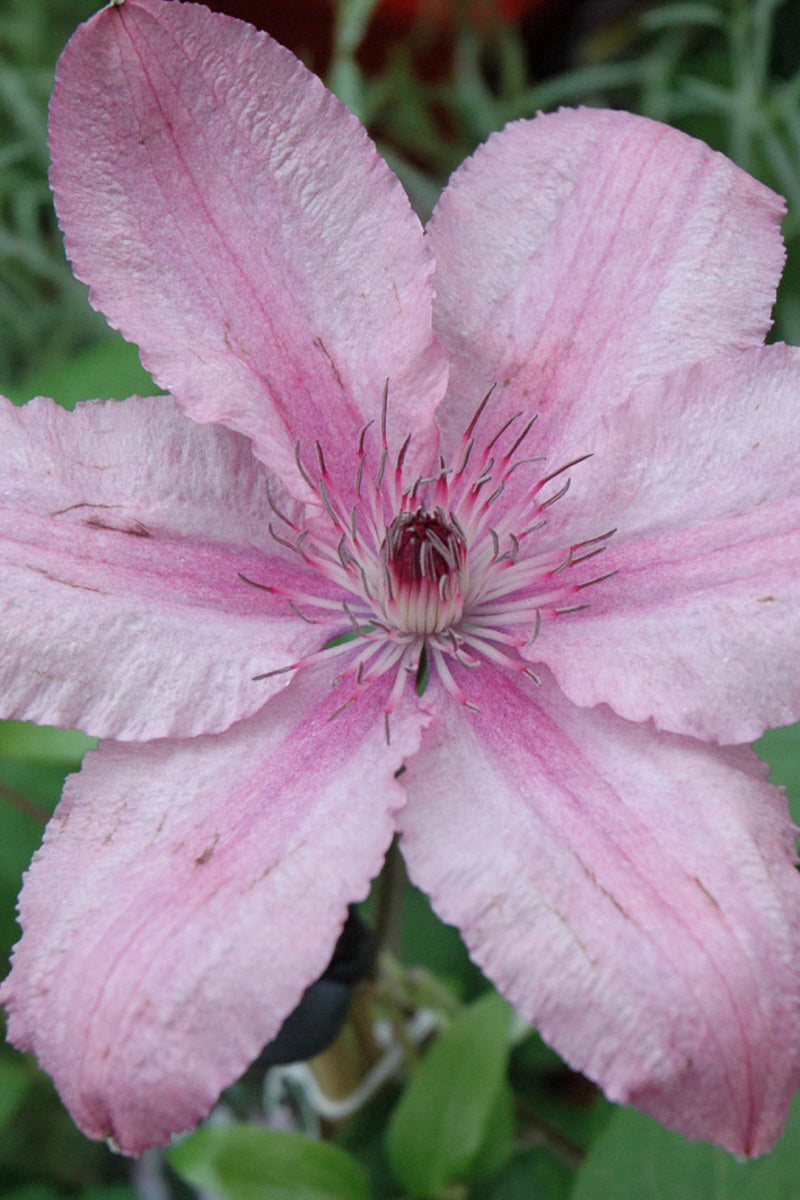 Clematis, Hagley Hybrid