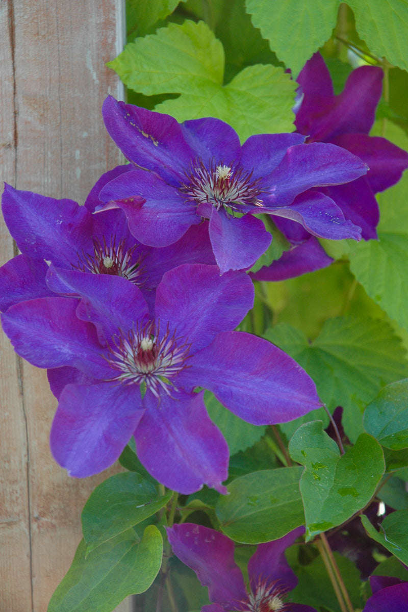 Clematis, The President