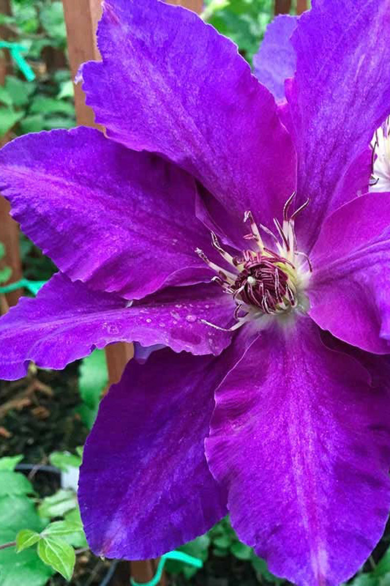 Clematis, Van Plum Gorgeus
