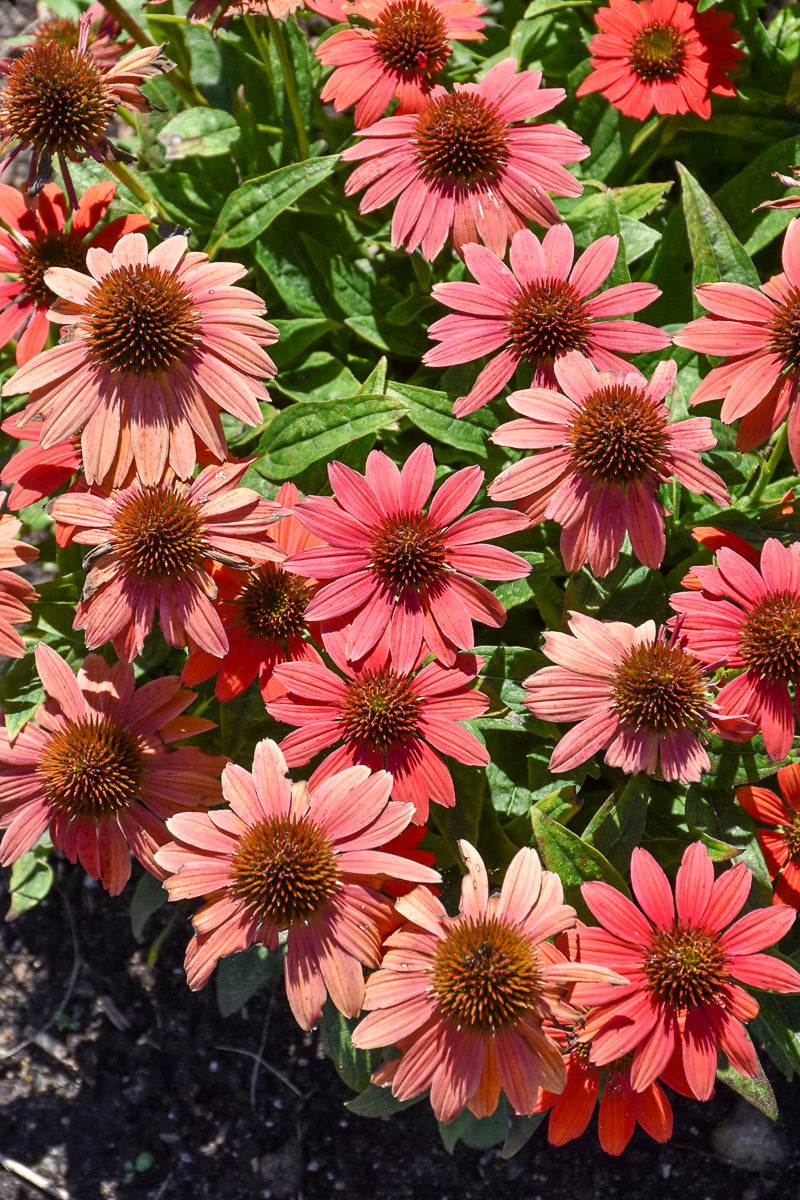 Coneflower, Summersong Firefinch