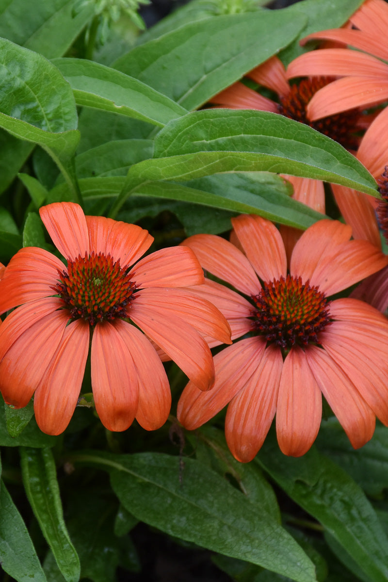 Coneflower, Sombrero Mandarin Mambo
