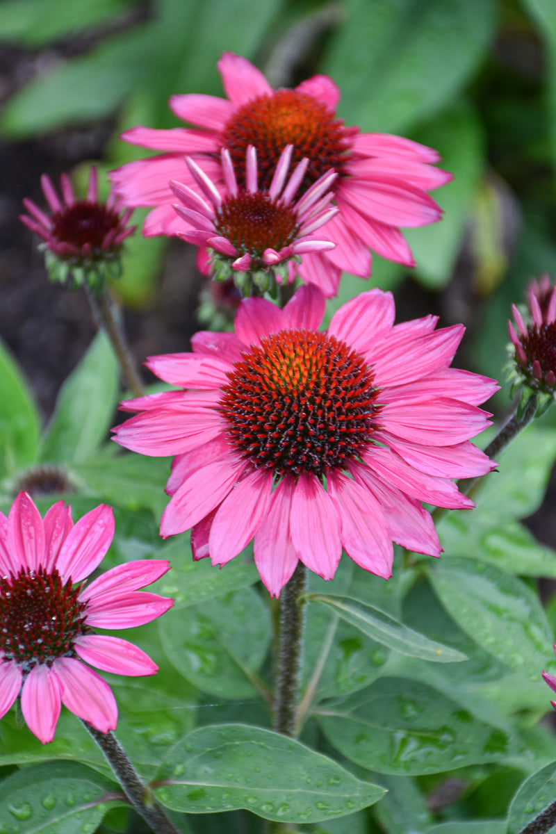 Coneflower, Sombrero Fuchsia Fandango