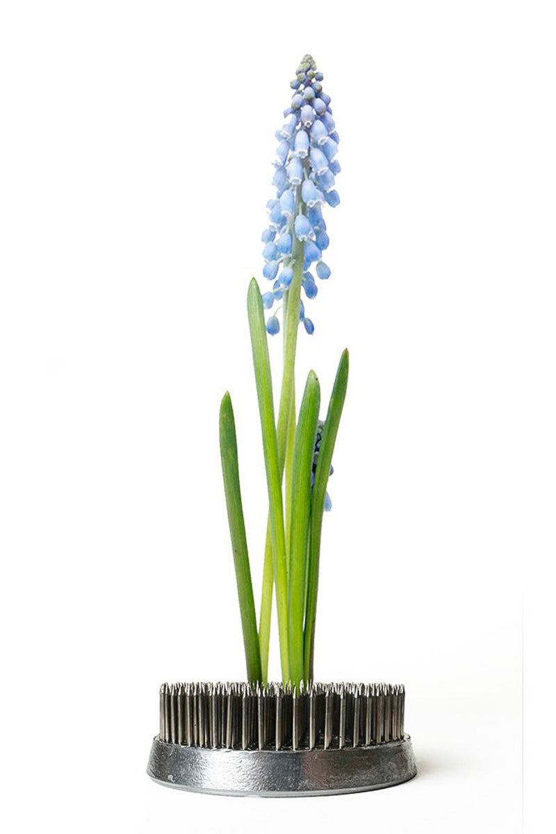 Chive Flower Arranger Frog Round