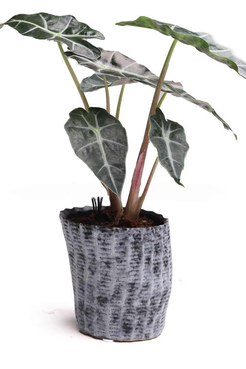 Chive Planter Katakana 4"  White/Black