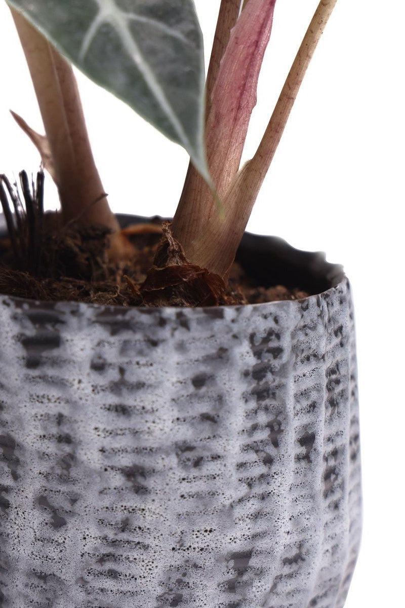 Chive Planter Katakana 4"  White/Black