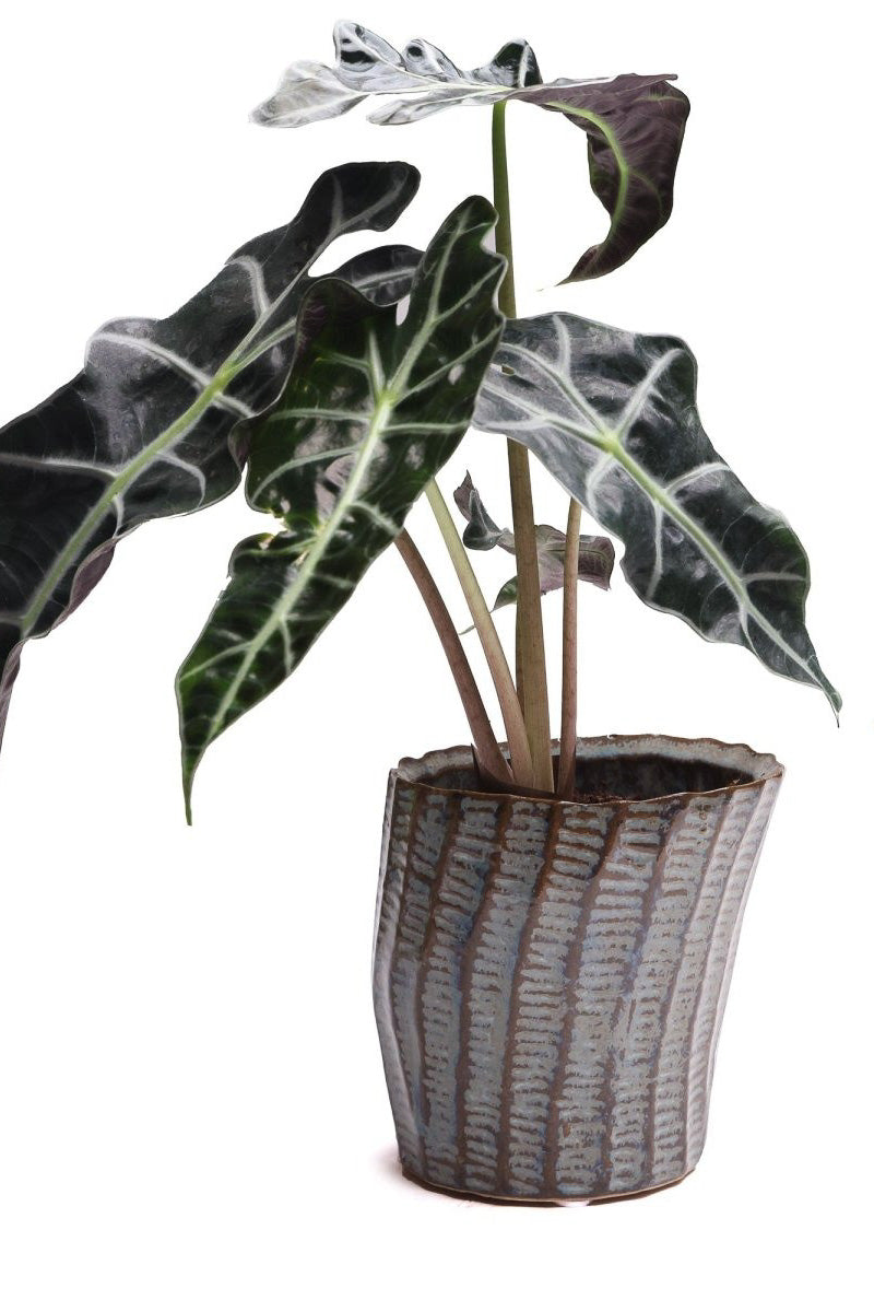 Chive Planter Katakana 4" Brown