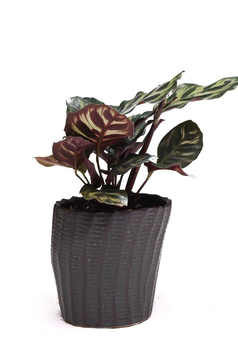 Chive Planter Katakana 4" Black