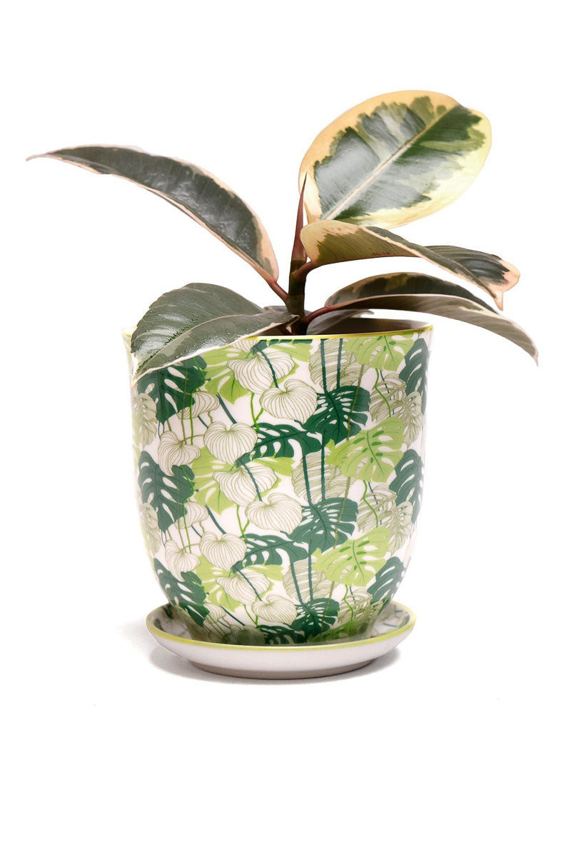 Chive Pot & Saucer Liberte 5 With Monstera 4.25"