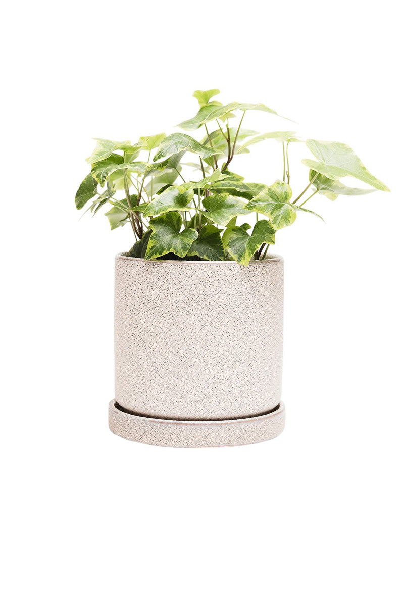 Chive Pot & Saucer Minute 2 With Speckles 5" Ivory