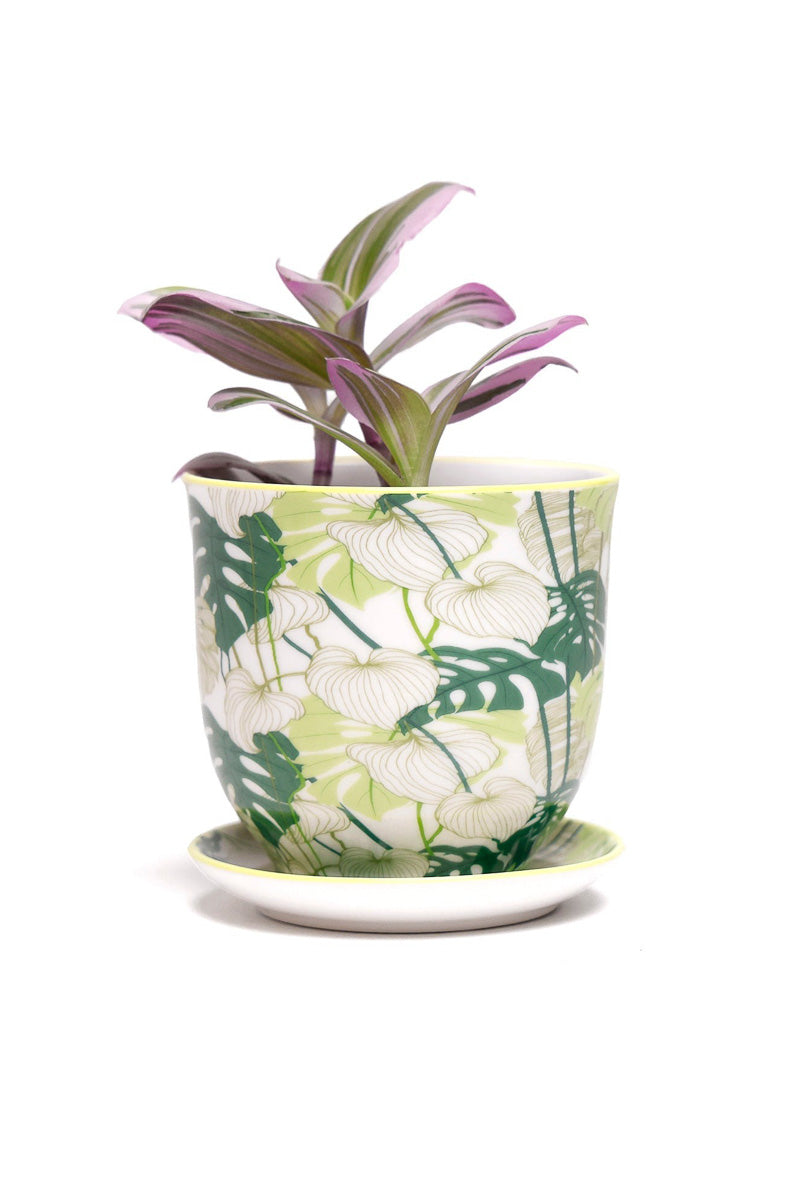 Chive Pot & Saucer Liberte 5 With Monstera 3.25"