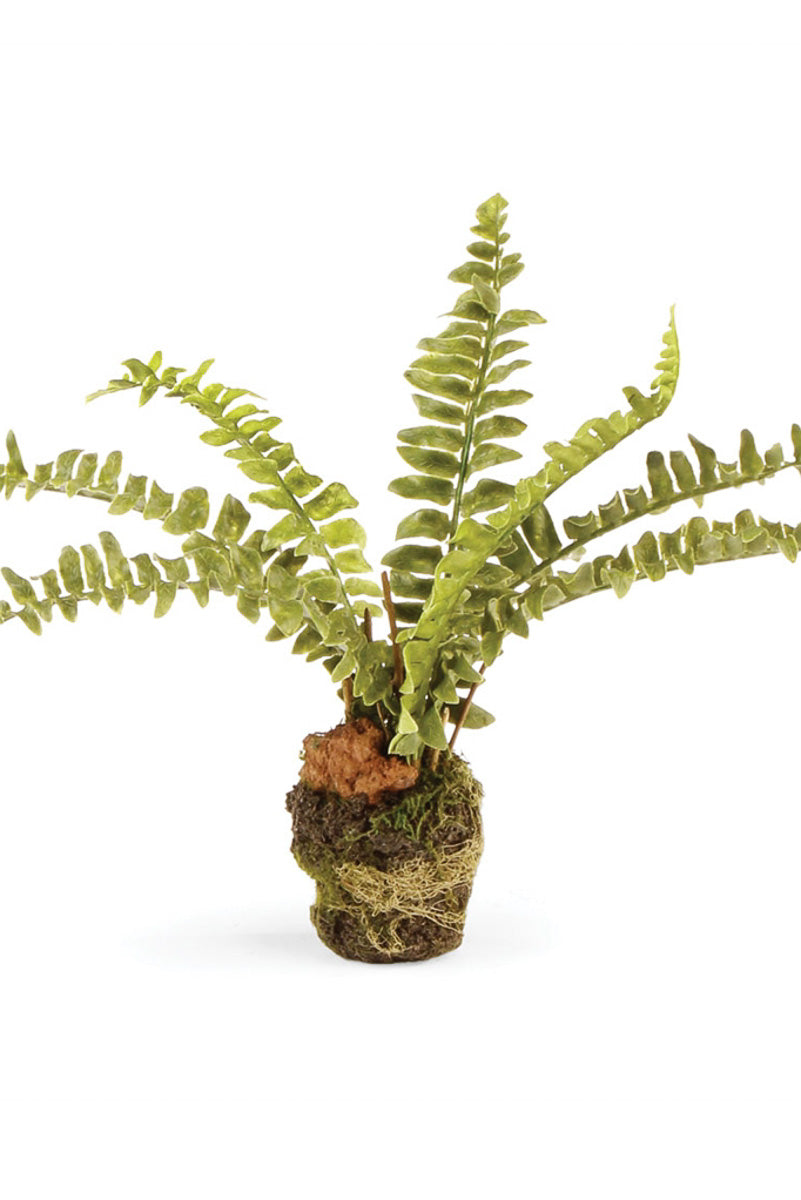 Napa Boston Fern Drop-In 9"
