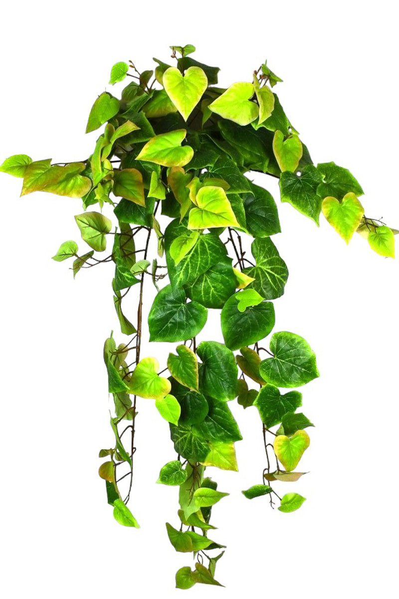 SILK BUSH POTATO VINE HNG 36"