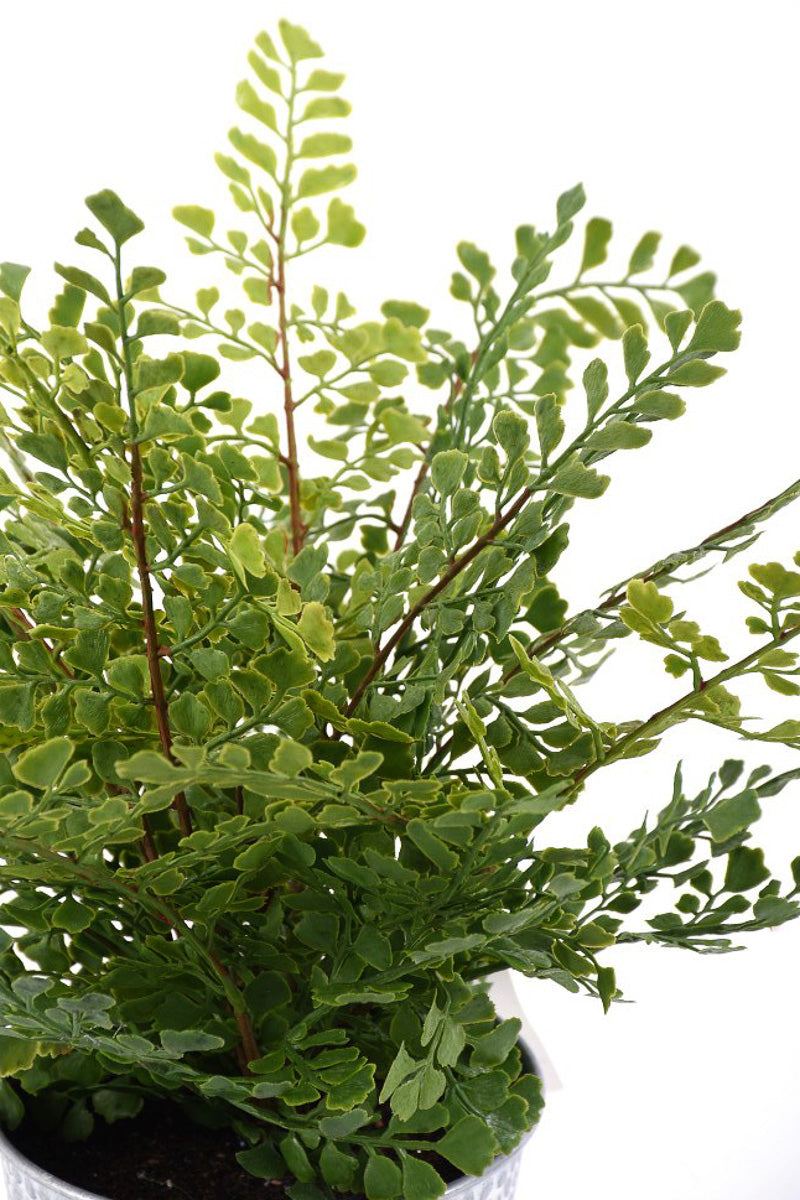 SILK ST MAIDENHAIR POTTED 11"