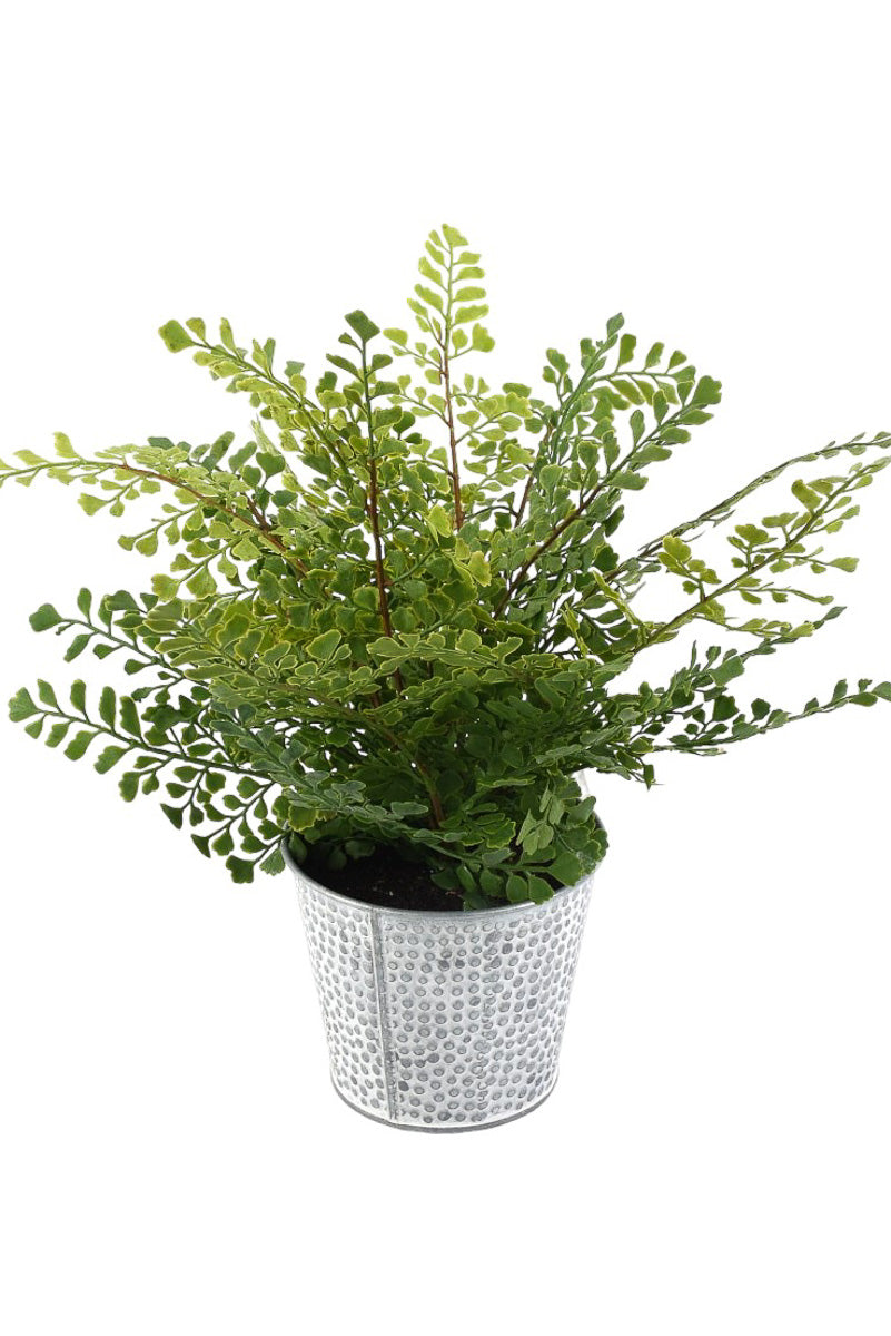 SILK ST MAIDENHAIR POTTED 11"