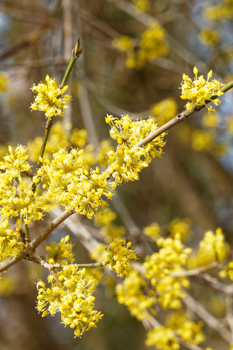 Dogwood, Golden Glory