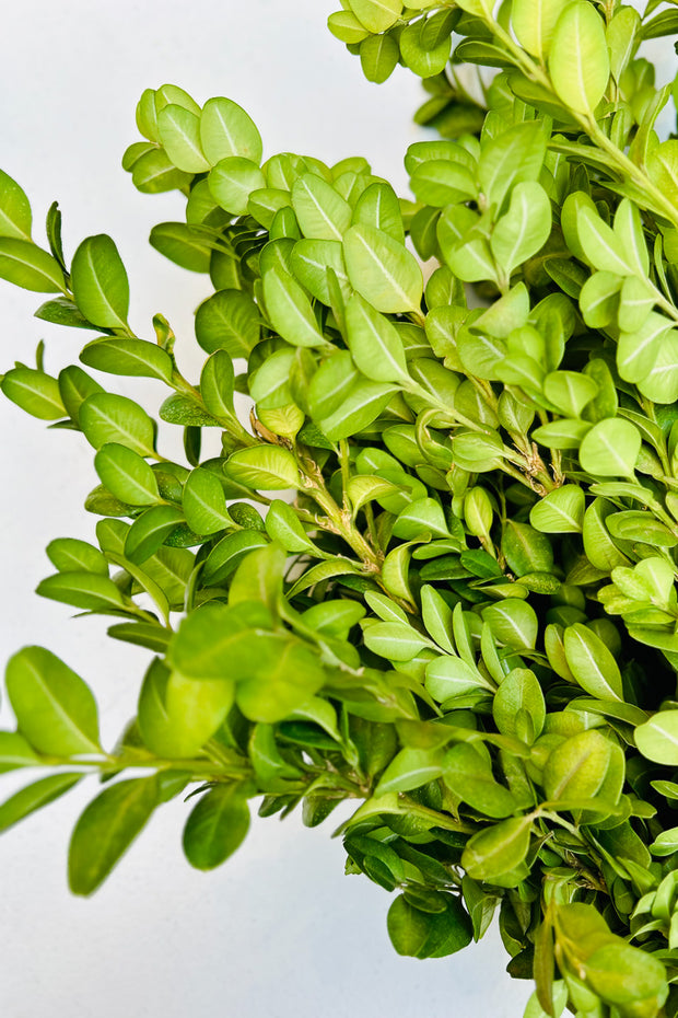 Tips, Boxwood German