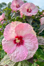 Hibiscus, Spinderella