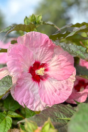 Hibiscus, Spinderella