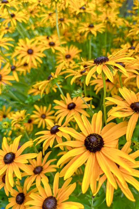 Black-Eyed Susan, Deam's Rudbeckia fulgida