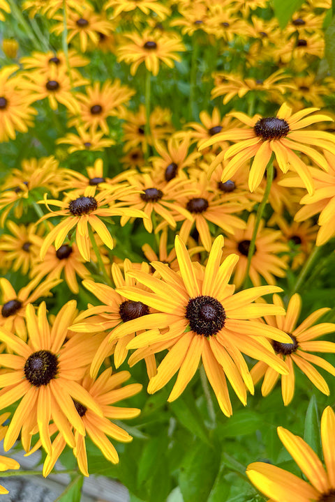 Black-Eyed Susan, Deam's Rudbeckia fulgida