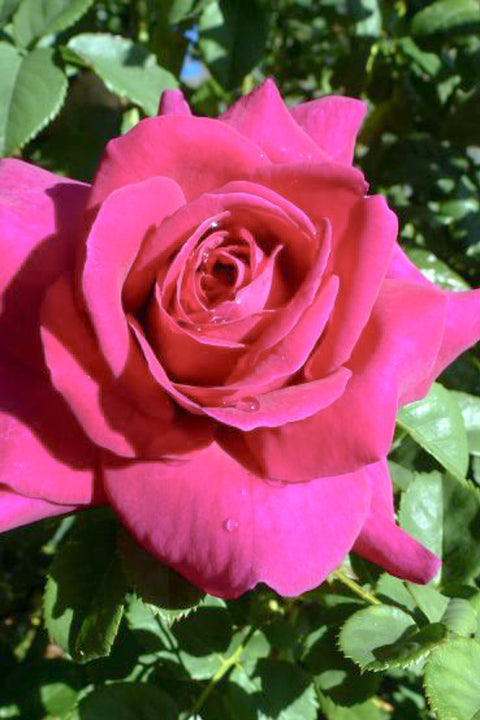 Rose, Brindabella Purple Prince