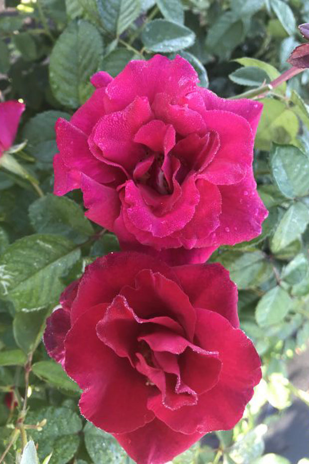 Rose, Brindabella Red Empress