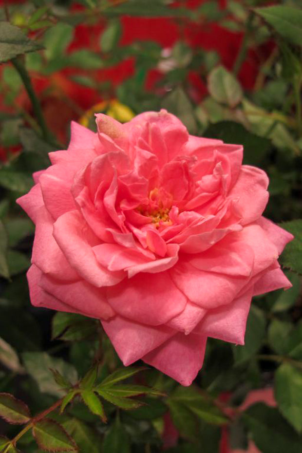 Rose, Sunrosa Fragrant Pink