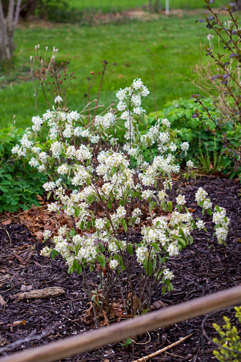 Serviceberry, Northline