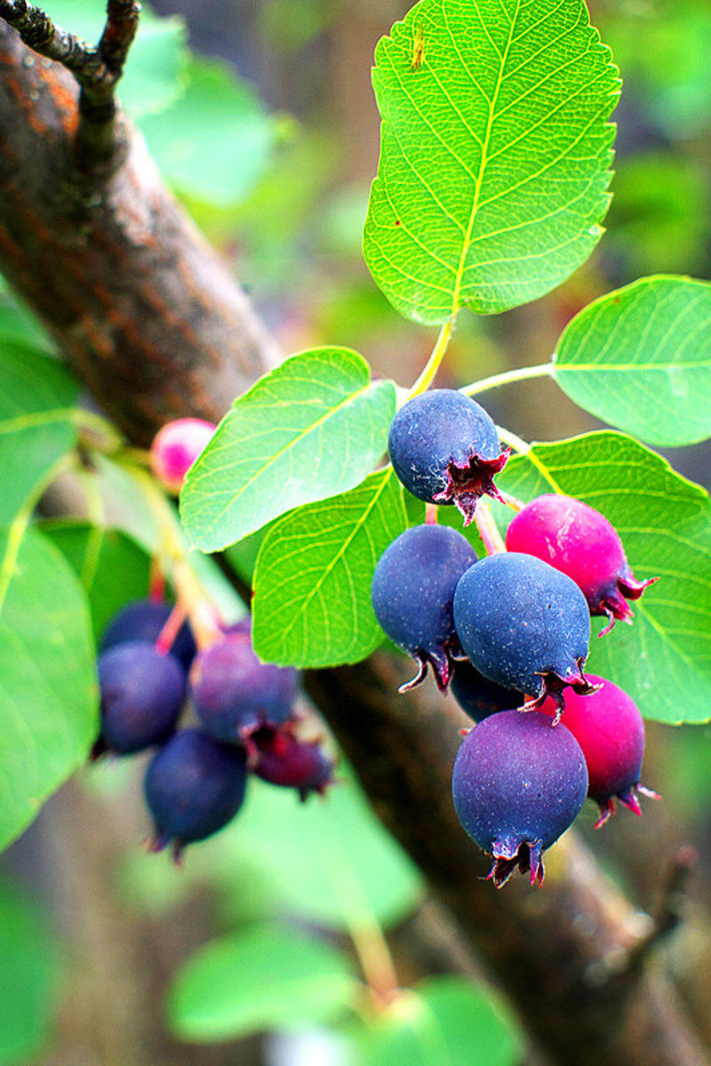 Serviceberry, Northline