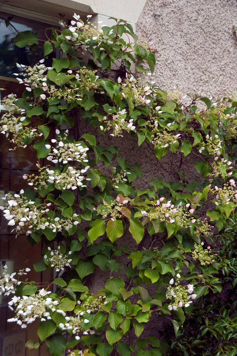 Vine, Hydrangea Japanese Pink