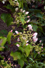 Vine, Hydrangea Japanese Pink