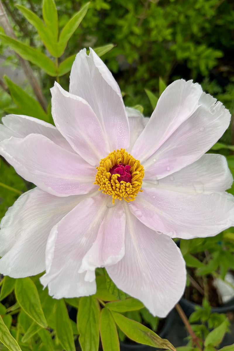 Peony, Suffruticosa White
