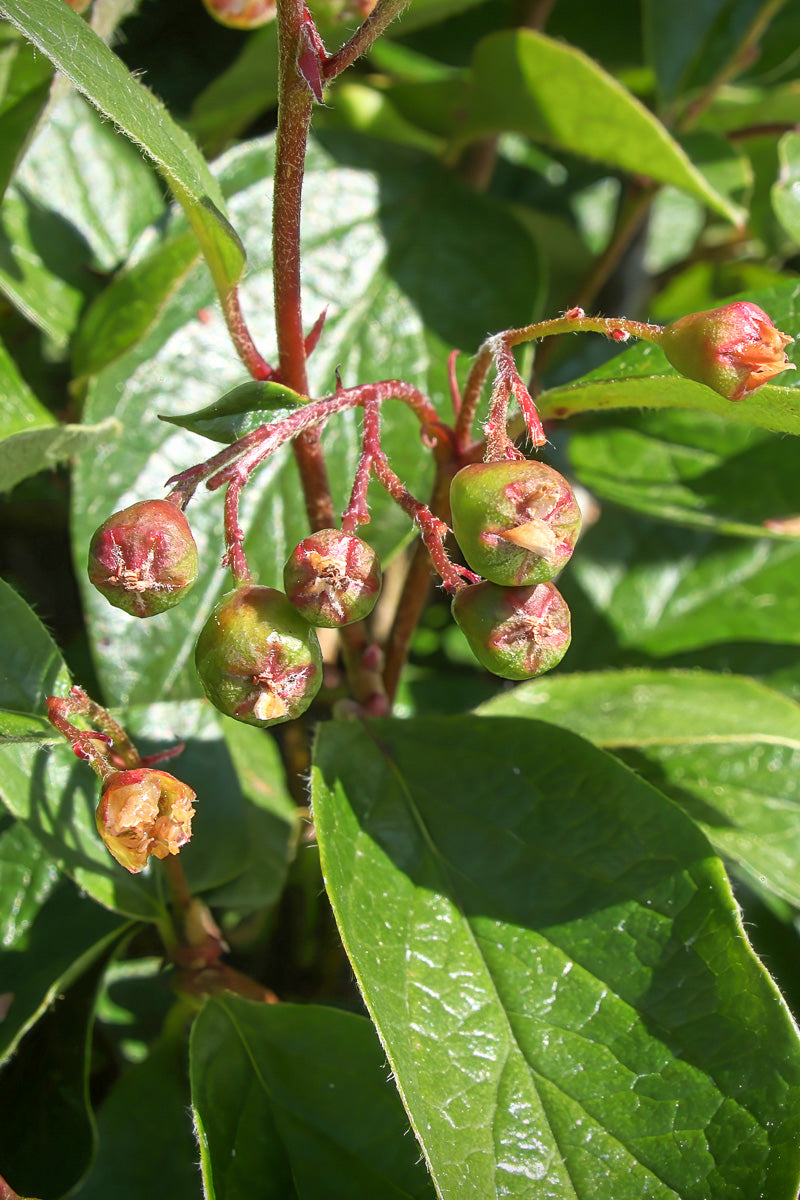 Cotoneaster, Peking