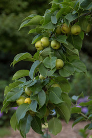 Fruit, Asian Pear Tawara