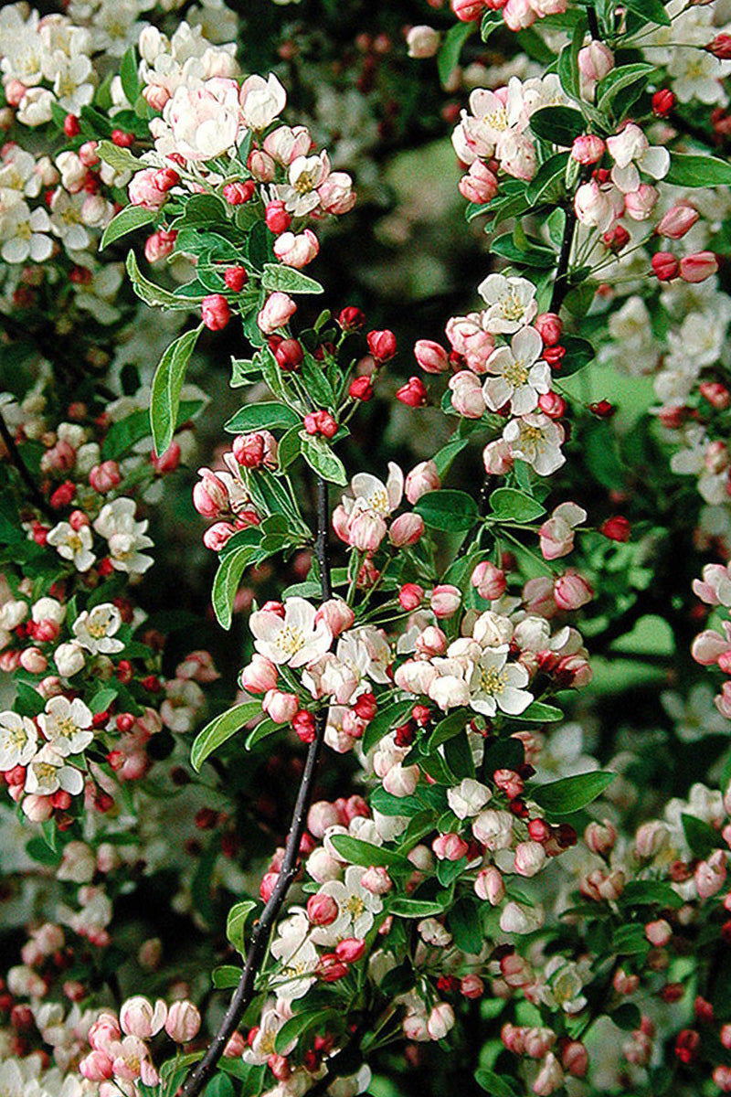 Crabapple, Tina's Weeper