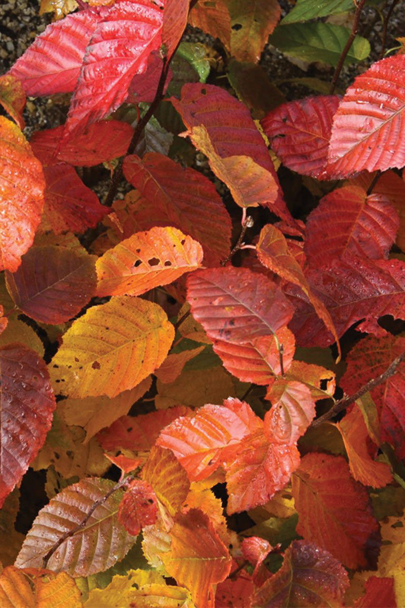 Hornbeam, American Wisconsin Red