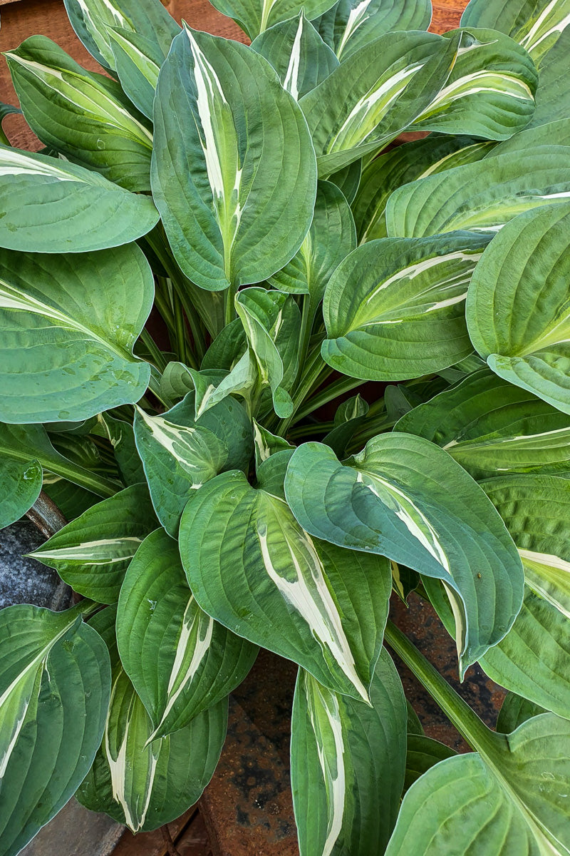 Hosta, Snake Eyes