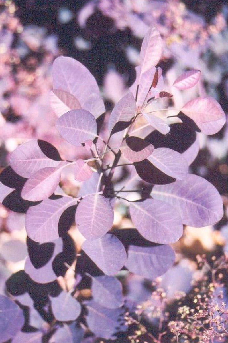 Smokebush, Purple