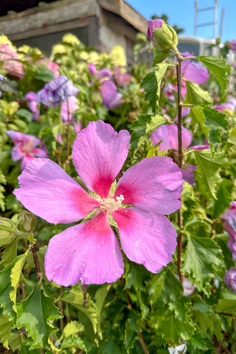 Rose Of Sharon, Rose Moon