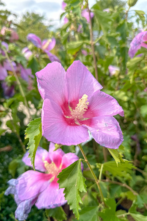 Rose Of Sharon, Rose Moon