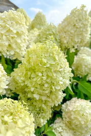 Hydrangea Panicle, Silver Dollar