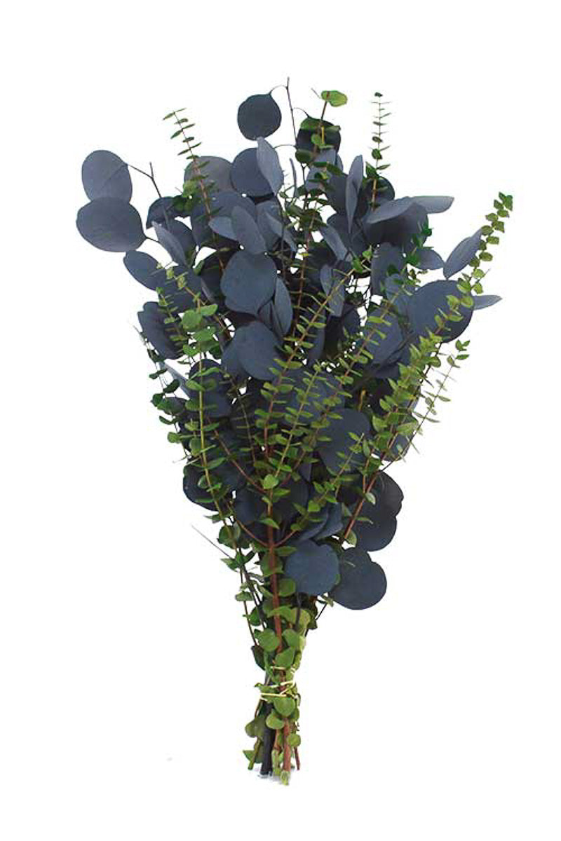 BOUQUET PRESERVED EUCALYPTUS 24"