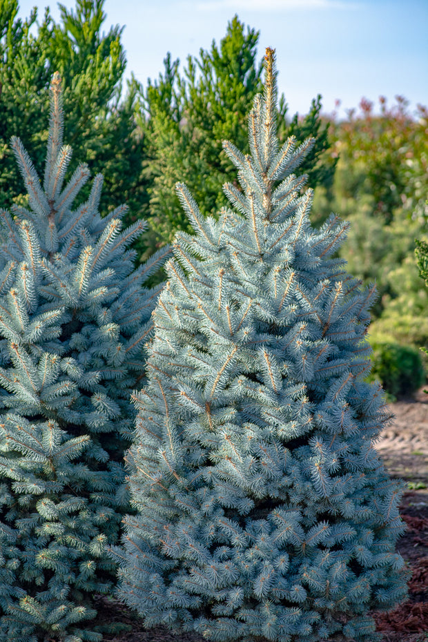 Christmas Tree, Blue Spruce